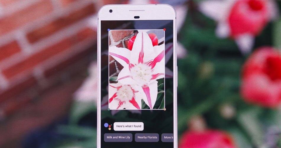google lens flower identi